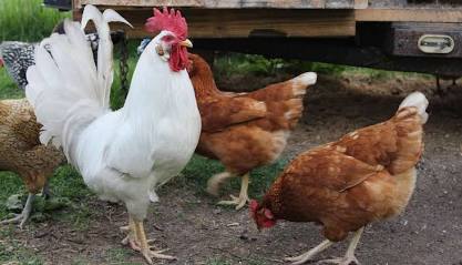 🐔 Flock Fridays #2: The Pecking Order Explained: Why Chickens Need Social Hierarchy 101