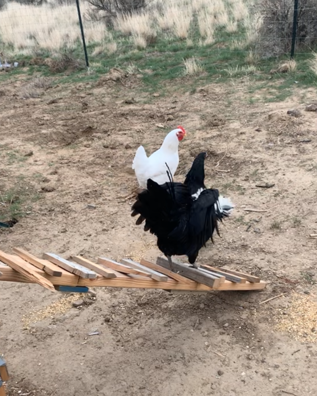 🐔 Flock Fridays #3: Can You Train Chickens? How Backyard Chickens Learn Tricks, Routines, and Trust