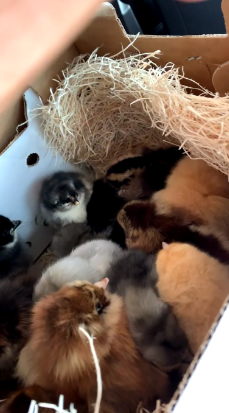🐔 Flock Fridays #4: Raising Baby Chicks: A Beginner's Guide to the First Six Weeks - FF#4
