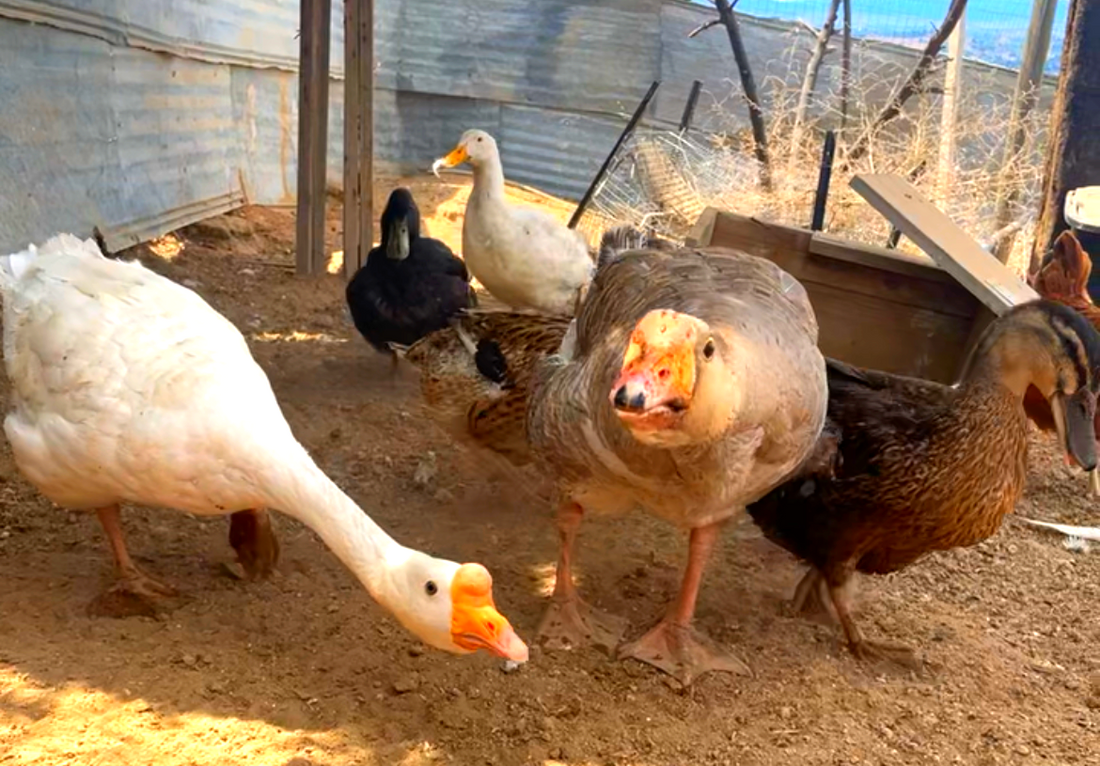 🐔 Flock Fridays #1: Guardians of the Flock: How Geese and Guinea Fowl Protect Chickens from Predators