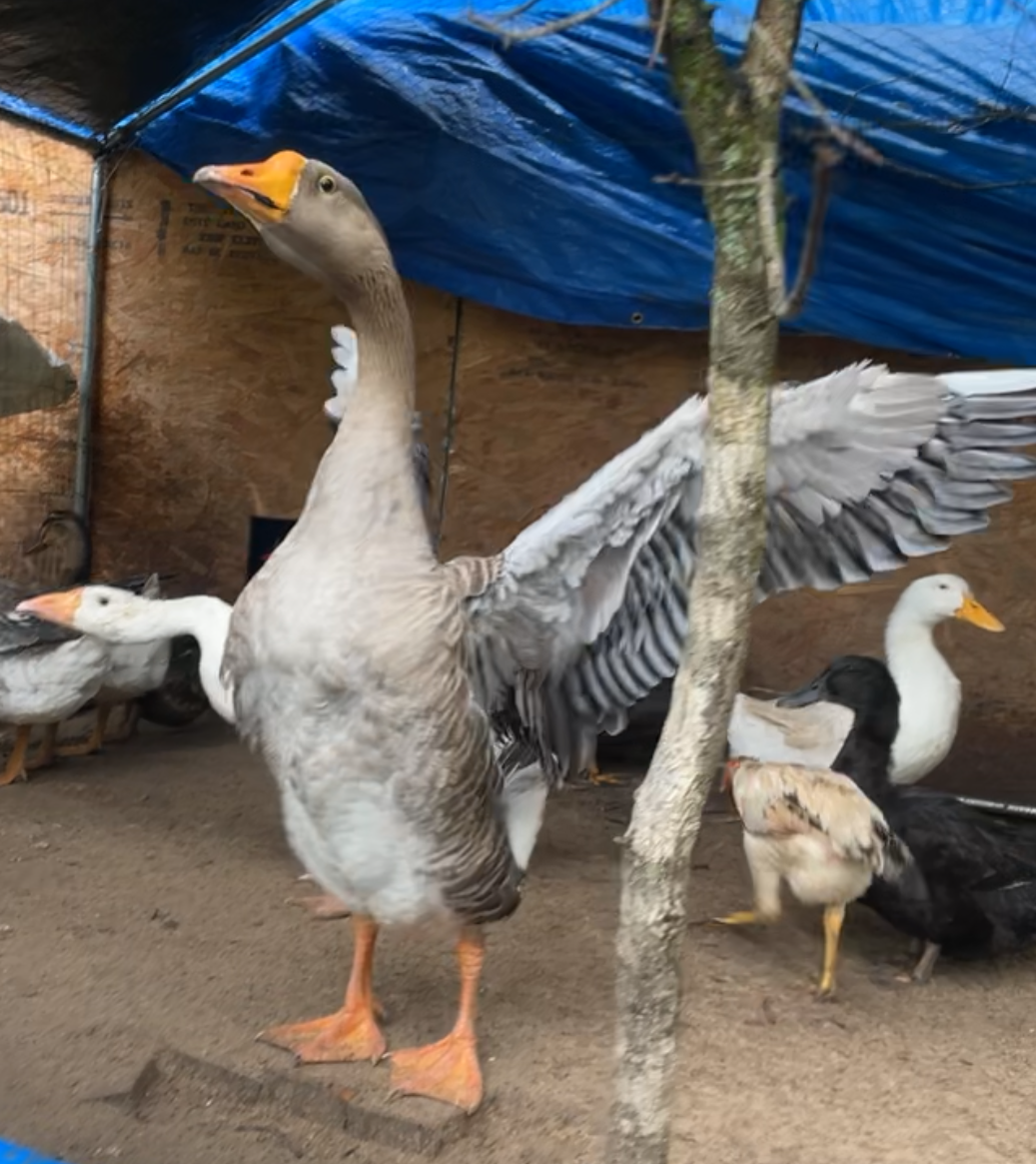 🐔 Flock Fridays #5: Nutrient Deficiencies Every Backyard Flock Owner Should Know: Chickens, Ducks, Turkeys & More