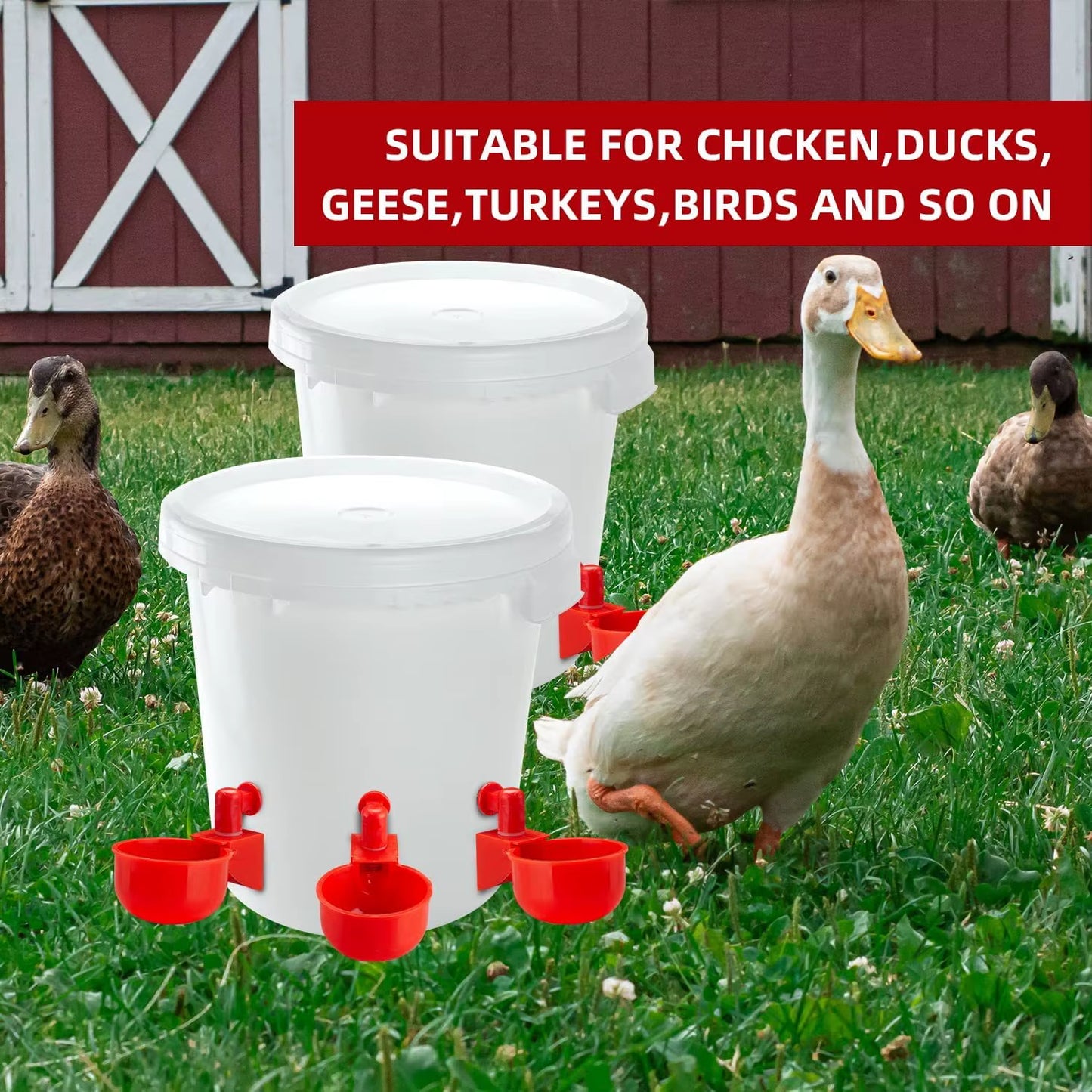Gravity-Fed Poultry Waterer for Chickens – Red, 2–6 Cup Pack